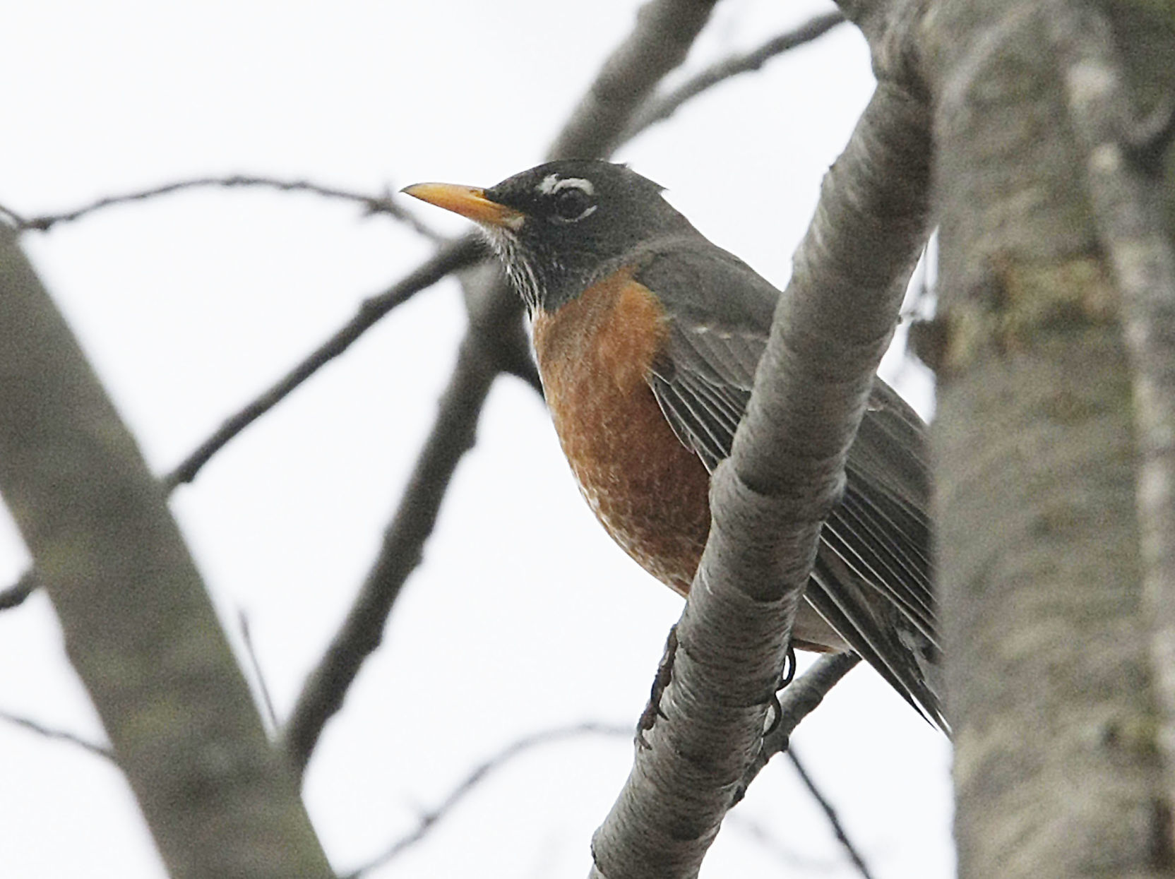 Robin 2.16.18